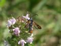 Pyropteron chrysidiforme